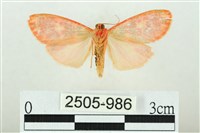 三色豔苔蛾藏品圖，第2張