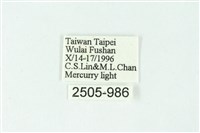 三色豔苔蛾藏品圖，第3張