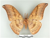 大透目天蠶蛾藏品圖，第2張