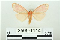 三色豔苔蛾藏品圖，第2張