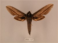 棕綠背線天蛾藏品圖，第1張