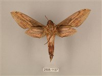 棕綠背線天蛾藏品圖，第2張