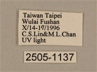 棕綠背線天蛾藏品圖，第3張