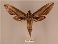 棕綠背線天蛾藏品圖，第1張