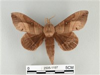 松大毛蟲藏品圖，第1張