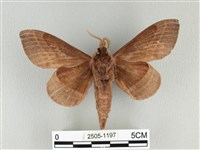 松大毛蟲藏品圖，第2張