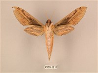 棕綠背線天蛾藏品圖，第2張