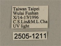 棕綠背線天蛾藏品圖，第3張