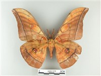 大透目天蠶蛾藏品圖，第1張