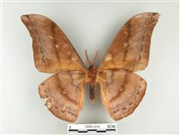 大透目天蠶蛾藏品圖，第2張