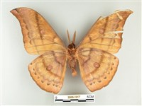 大透目天蠶蛾藏品圖，第2張