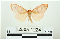 三色豔苔蛾藏品圖，第1張