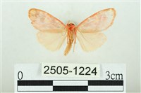 三色豔苔蛾藏品圖，第2張