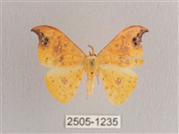 銀斑黃鉤蛾藏品圖，第1張