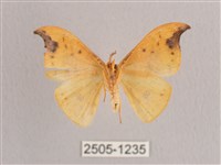 銀斑黃鉤蛾藏品圖，第2張