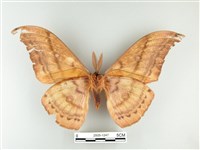 大透目天蠶蛾藏品圖，第2張