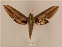 棕綠背線天蛾藏品圖，第1張