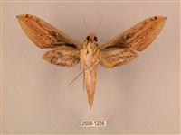 棕綠背線天蛾藏品圖，第2張