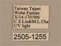 棕綠背線天蛾藏品圖，第3張