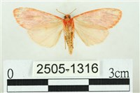 三色豔苔蛾藏品圖，第2張