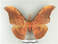 大透目天蠶蛾藏品圖，第1張