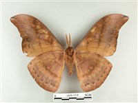 大透目天蠶蛾藏品圖，第2張