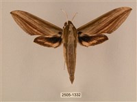 棕綠背線天蛾藏品圖，第1張