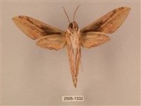 棕綠背線天蛾藏品圖，第2張