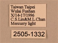 棕綠背線天蛾藏品圖，第3張