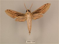 棕綠背線天蛾藏品圖，第2張