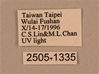 棕綠背線天蛾藏品圖，第3張