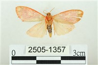 三色豔苔蛾藏品圖，第2張