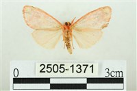 三色豔苔蛾藏品圖，第2張