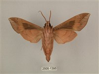 背中白天蛾藏品圖，第2張