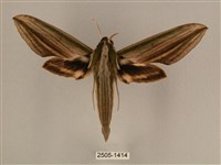 棕綠背線天蛾藏品圖，第1張