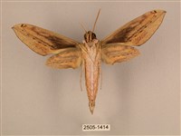 棕綠背線天蛾藏品圖，第2張