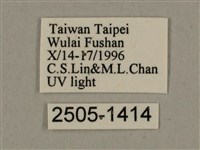 棕綠背線天蛾藏品圖，第3張