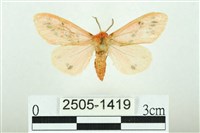 三條橙燈蛾藏品圖，第1張