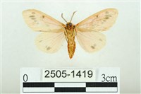 三條橙燈蛾藏品圖，第2張