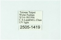 三條橙燈蛾藏品圖，第3張