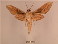 背線天蛾藏品圖，第2張