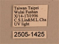 背線天蛾藏品圖，第3張