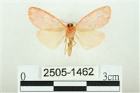 三色豔苔蛾藏品圖，第2張