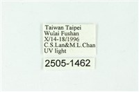 三色豔苔蛾藏品圖，第3張