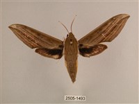 背線天蛾藏品圖，第1張