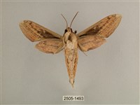 背線天蛾藏品圖，第2張