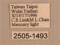 背線天蛾藏品圖，第3張