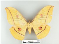 大透目天蠶蛾藏品圖，第1張