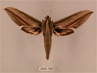 棕綠背線天蛾藏品圖，第1張