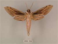 棕綠背線天蛾藏品圖，第2張